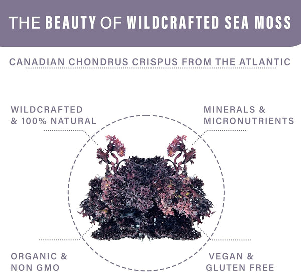 CALISLA - Raw Purple Irish Sea Moss 50G